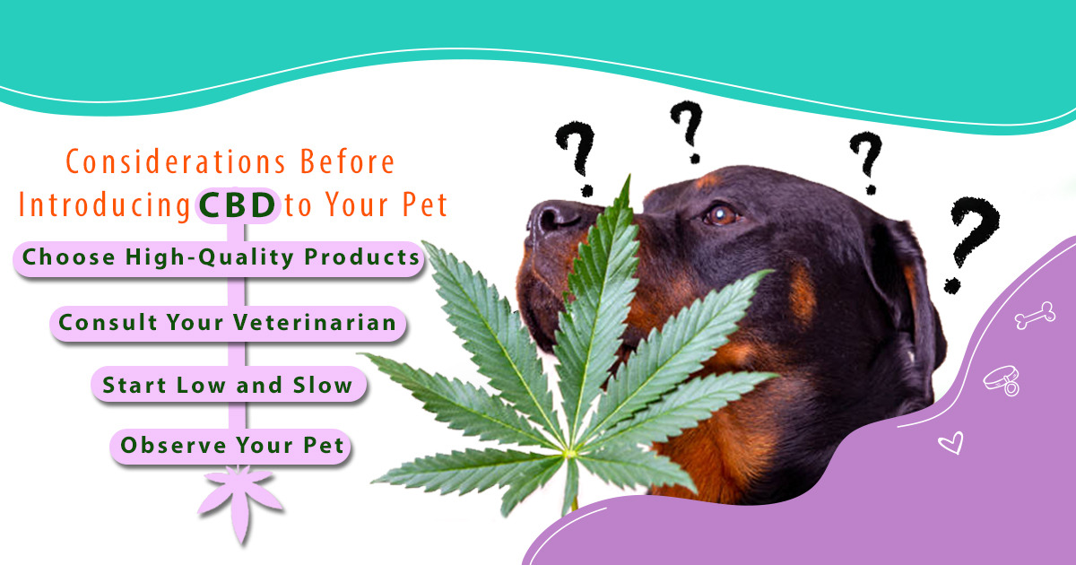 cbd oil for dogs in India